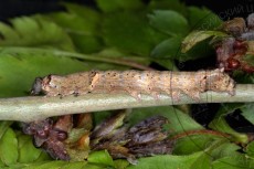 Allophyes oxyacanthae_линька IV-V